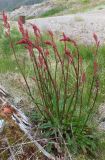 род Rumex