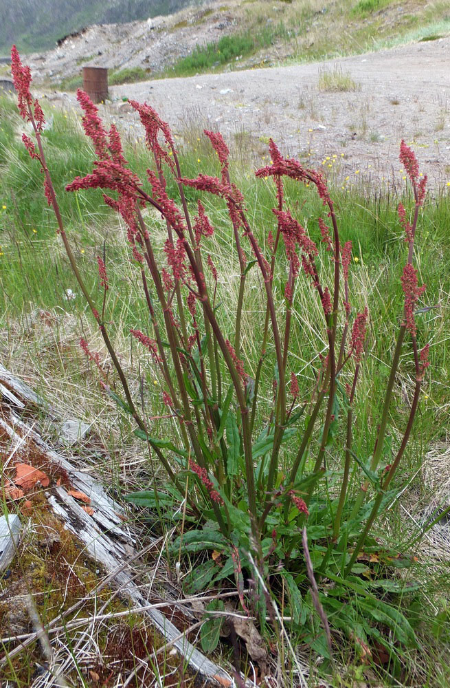 Изображение особи род Rumex.