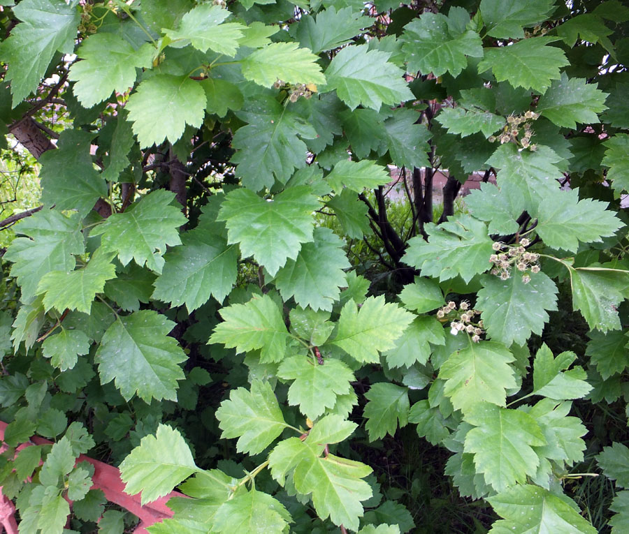 Image of Crataegus sanguinea specimen.