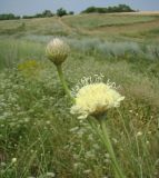 Cephalaria uralensis