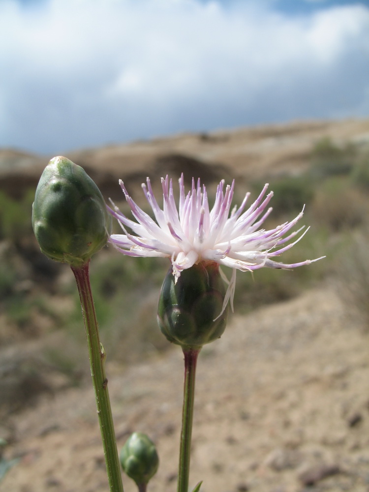 Image of Plagiobasis centauroides specimen.