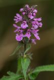 Stachys palustris. Верхушка растения с соцветием. Ростовская обл., Мясниковский р-н, окр. хут. Мартыново, пойменный луг. 21.06.2014.