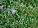 Centaurea iberica. Верхушка побега с соцветиями. Карачаево-Черкесия, гора Шоана, луговой склон. 27.07.2014.