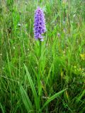 Dactylorhiza baltica