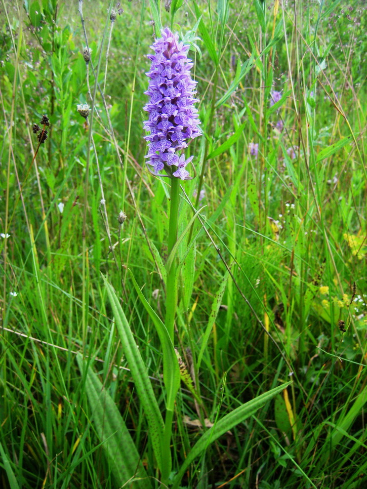 Image of Dactylorhiza baltica specimen.