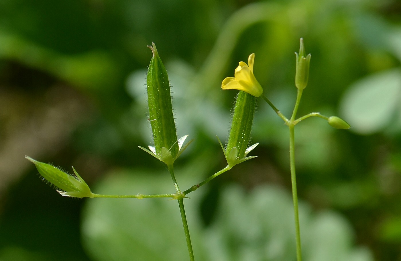 Изображение особи Oxalis stricta.