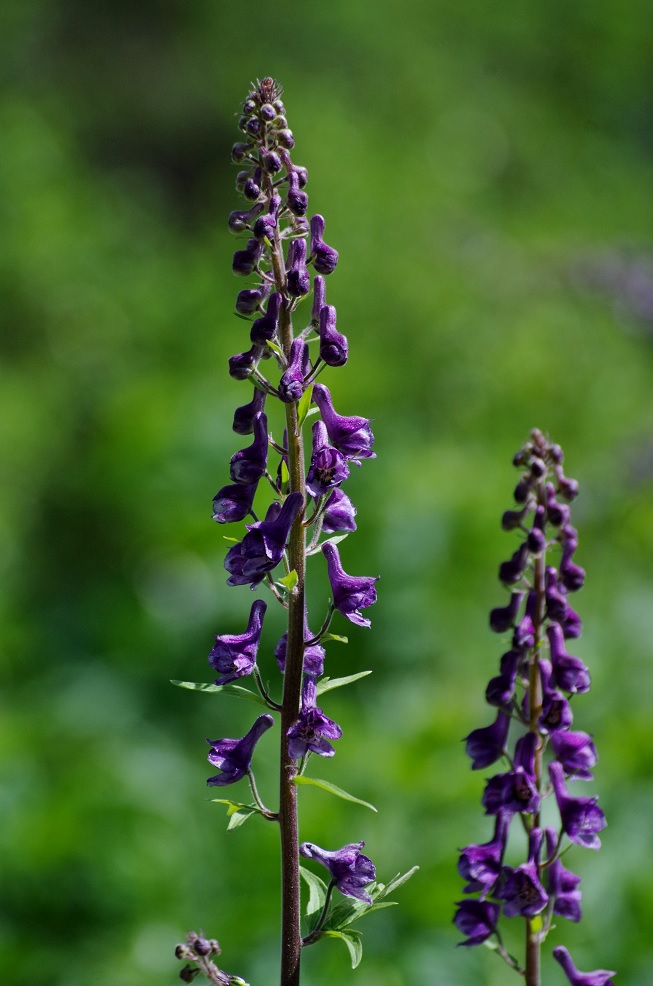 Изображение особи Aconitum leucostomum.