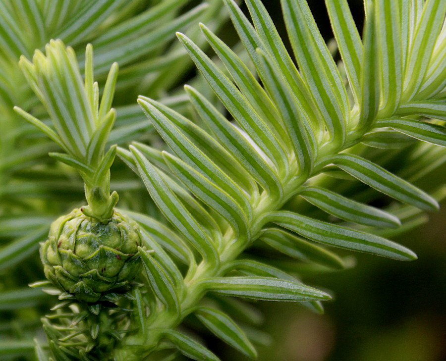 Image of Cunninghamia lanceolata specimen.