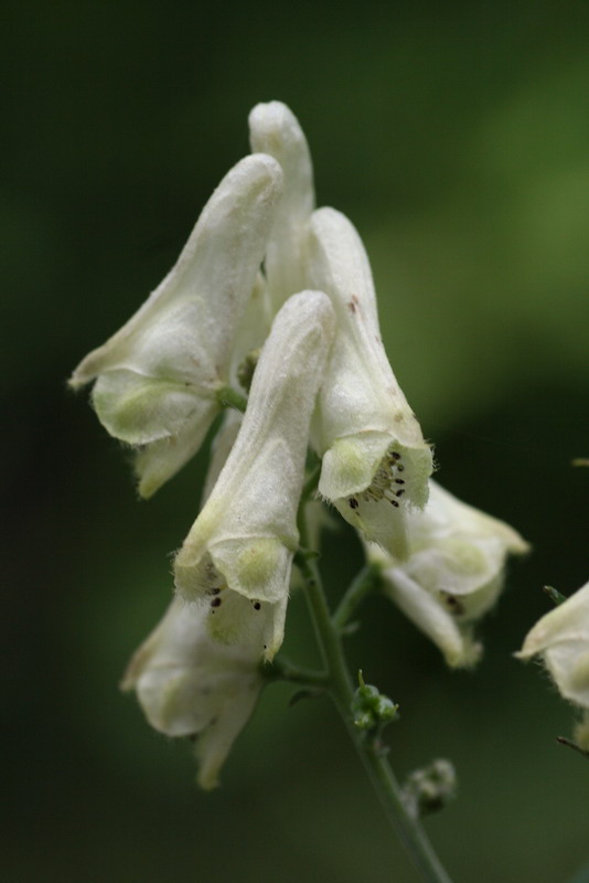 Изображение особи Aconitum lasiostomum.