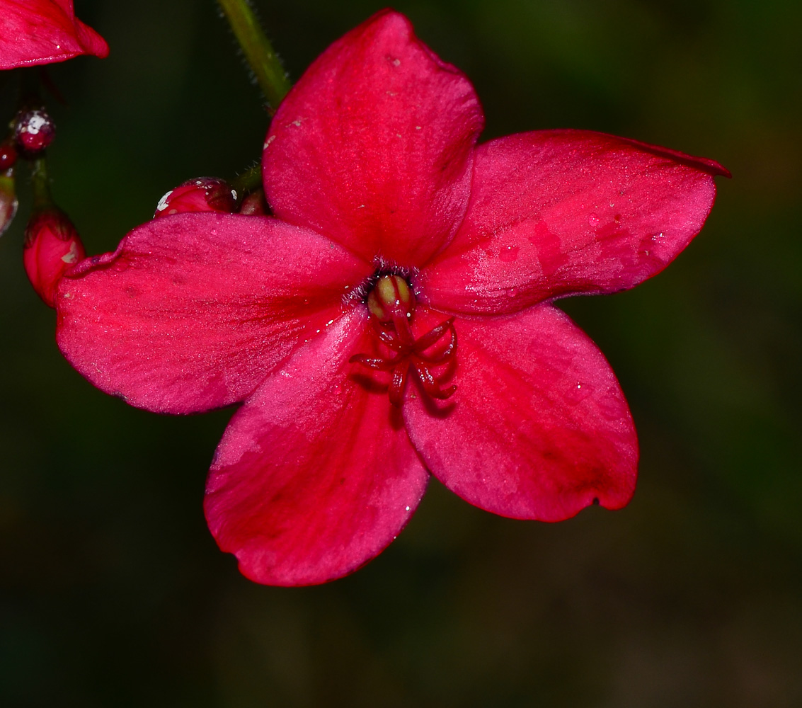 Image of Jatropha integerrima specimen.