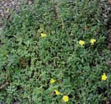 Helianthemum nitidum