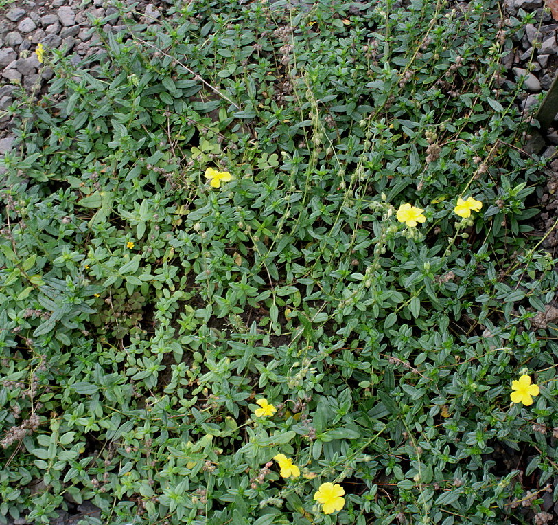 Изображение особи Helianthemum nitidum.