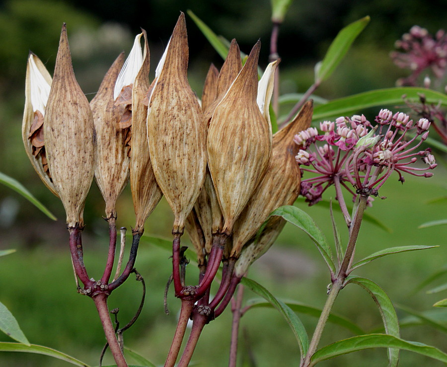 Изображение особи Asclepias incarnata.