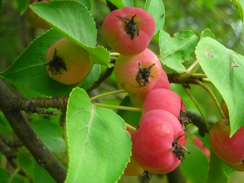 Изображение особи Malus domestica ssp. cerasifera.