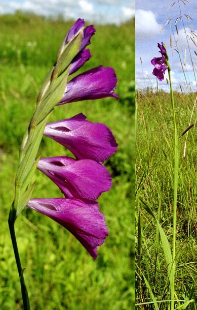 Image of Gladiolus tenuis specimen.