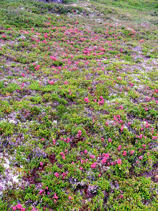 Image of Vaccinium uliginosum ssp. microphyllum specimen.