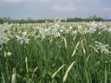 Narcissus angustifolius