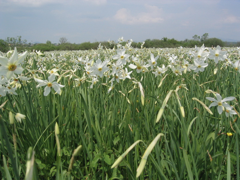 Image of Narcissus angustifolius specimen.