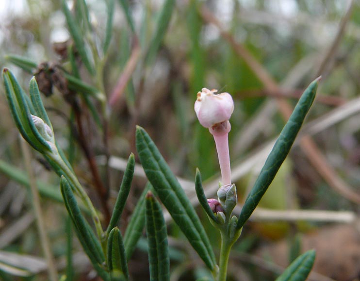 Изображение особи Andromeda polifolia.