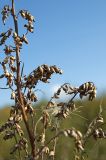 Artemisia vulgaris