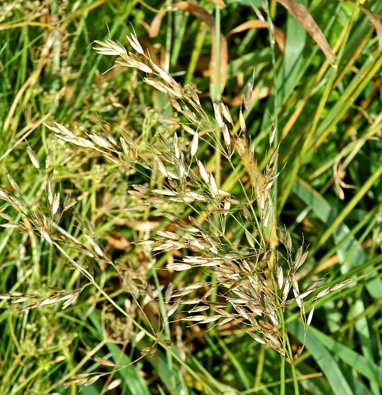 Image of Arrhenatherum elatius specimen.