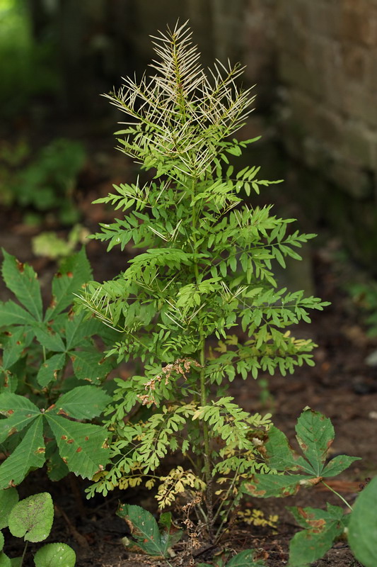 Изображение особи Cardamine impatiens.