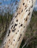 Image of taxon representative. Author is Геннадий Окатов