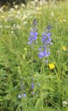 Veronica teucrium. Цветущее растение. Свердловская обл., окр. Красноуфимска. 21.06.2015.