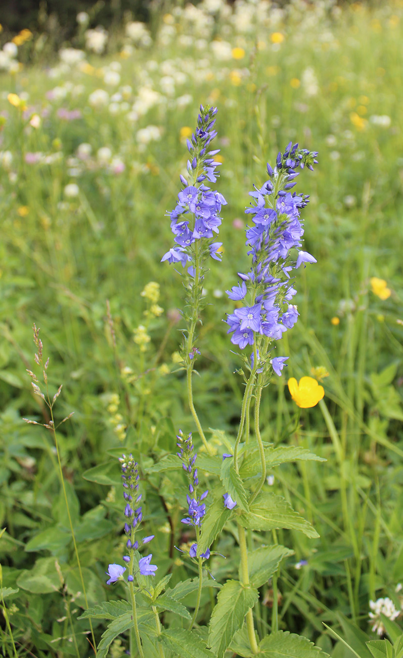 Изображение особи Veronica teucrium.