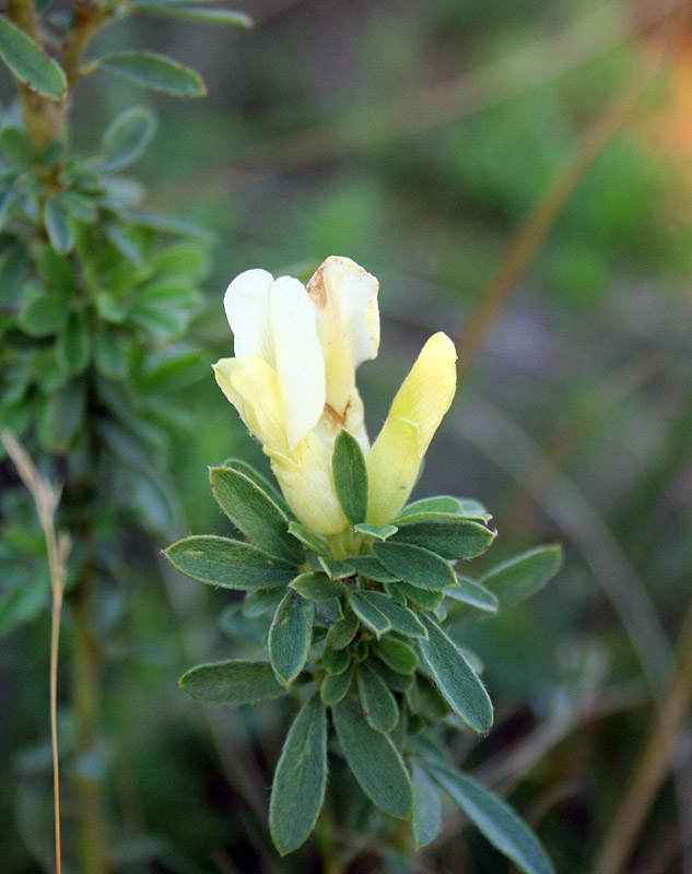 Image of Chamaecytisus albus specimen.