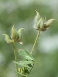 Astragalus filicaulis. Соплодия. Узбекистан, Ферганская долина, Андижанская обл., Андижанский р-н, адыры недалеко от кишлака Чилон. 12.06.2015.