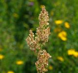 Rumex acetosa. Верхушка плодоносящего растения. Московская обл., Раменский р-н, окр. ж.-д. платформы Хрипань, залежь. 30.07.2015.