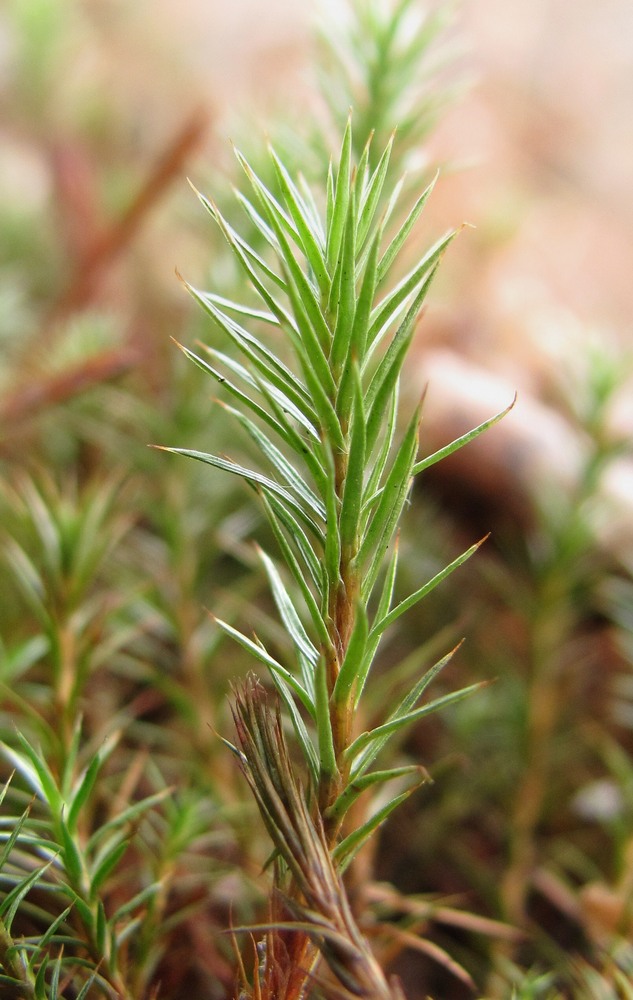 Изображение особи Polytrichum juniperinum.