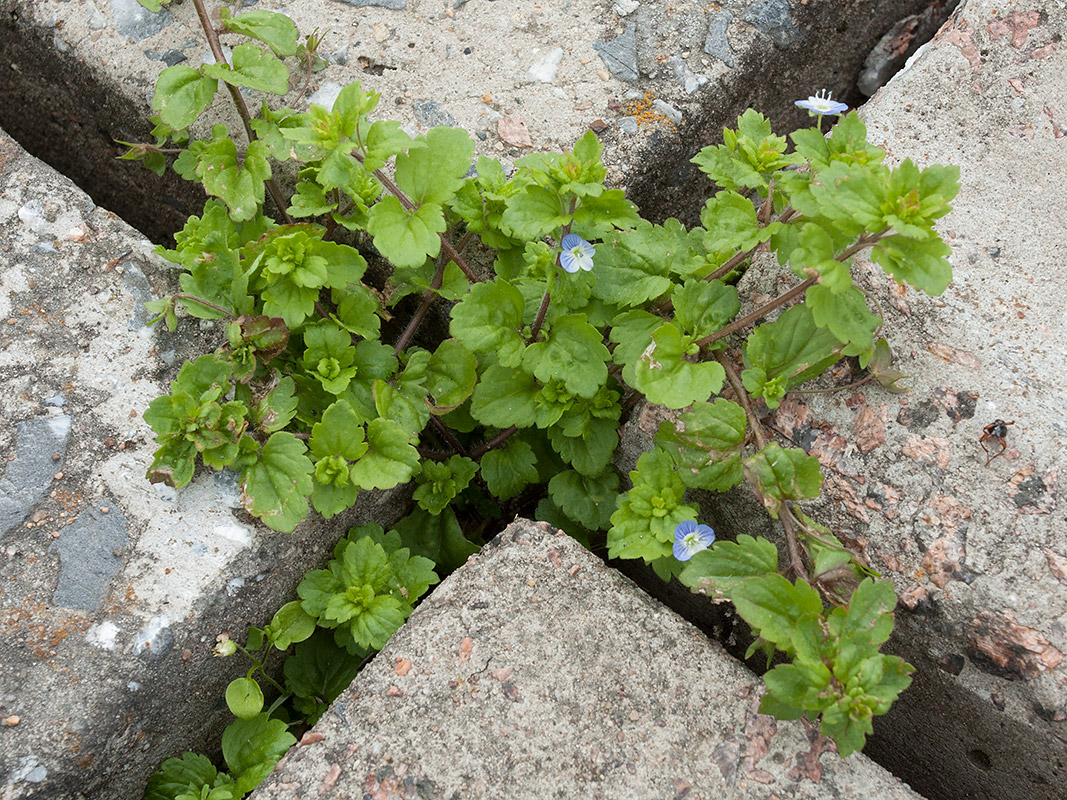 Image of Veronica persica specimen.