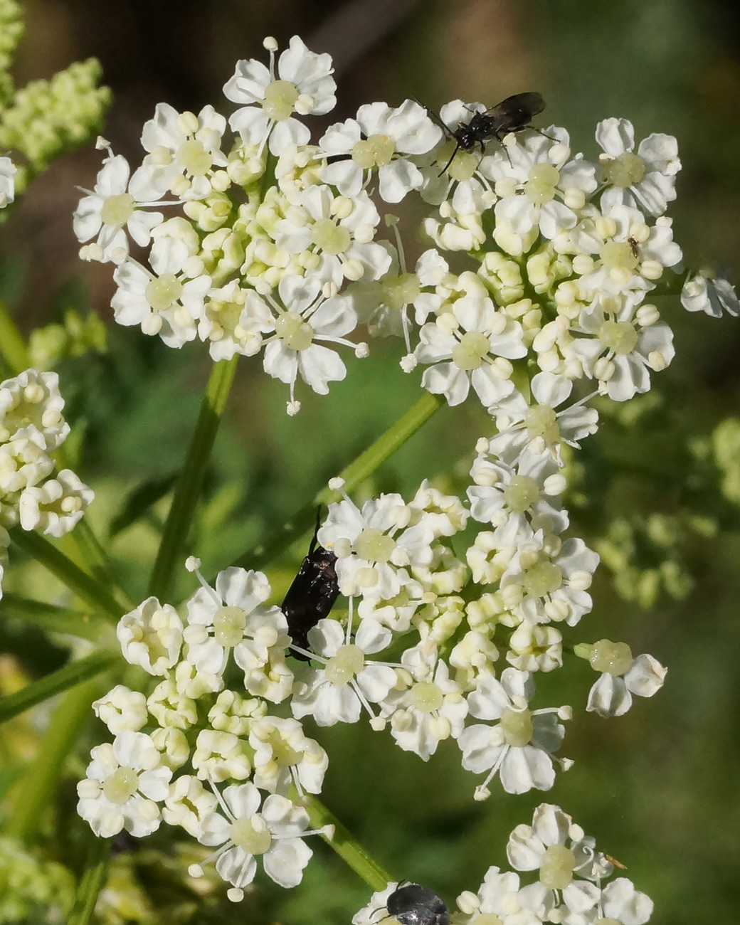 Изображение особи Conium maculatum.