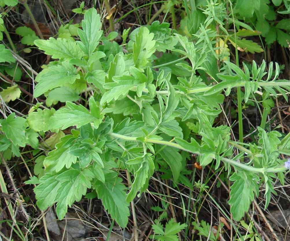 Image of Schizonepeta multifida specimen.