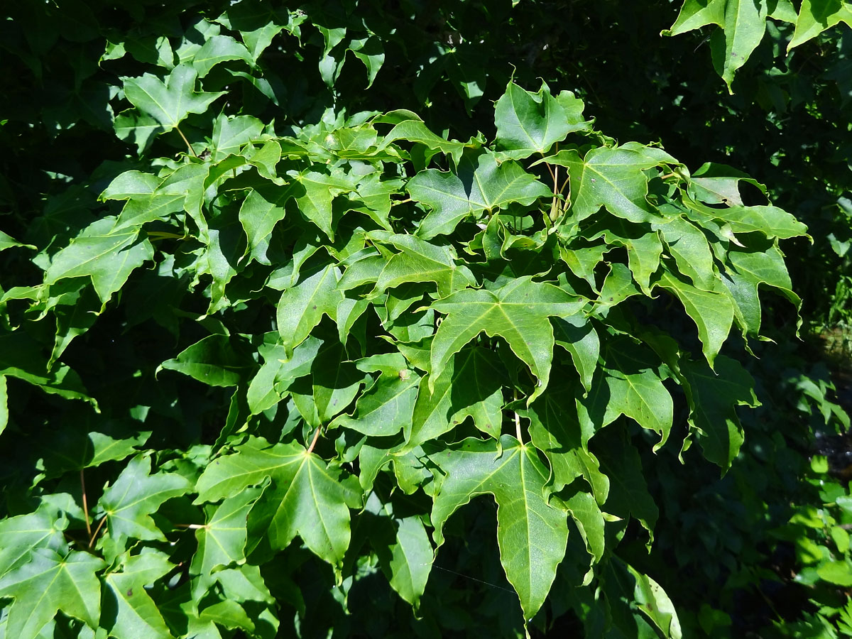 Image of Acer mayrii specimen.