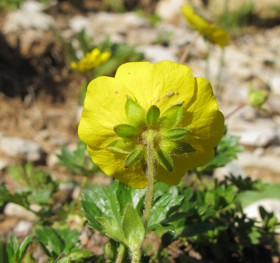 Изображение особи Potentilla gelida.