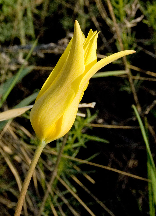 Изображение особи Tulipa corynestemon.