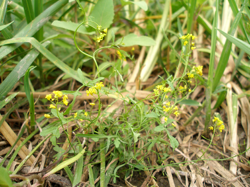 Image of Rorippa &times; anceps specimen.