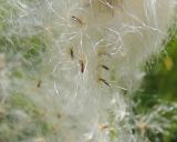 Eriophorum vaginatum