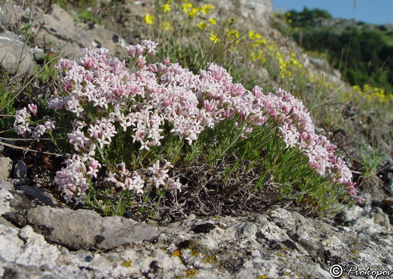 Изображение особи Asperula caespitans.