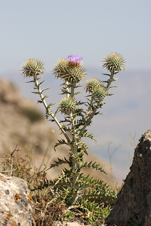 Image of Olgaea pectinata specimen.