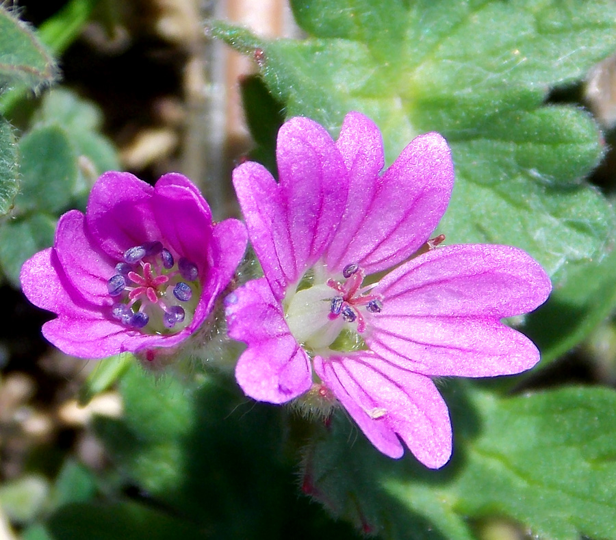 Image of Geranium molle specimen.