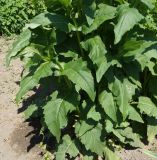 Silphium perfoliatum