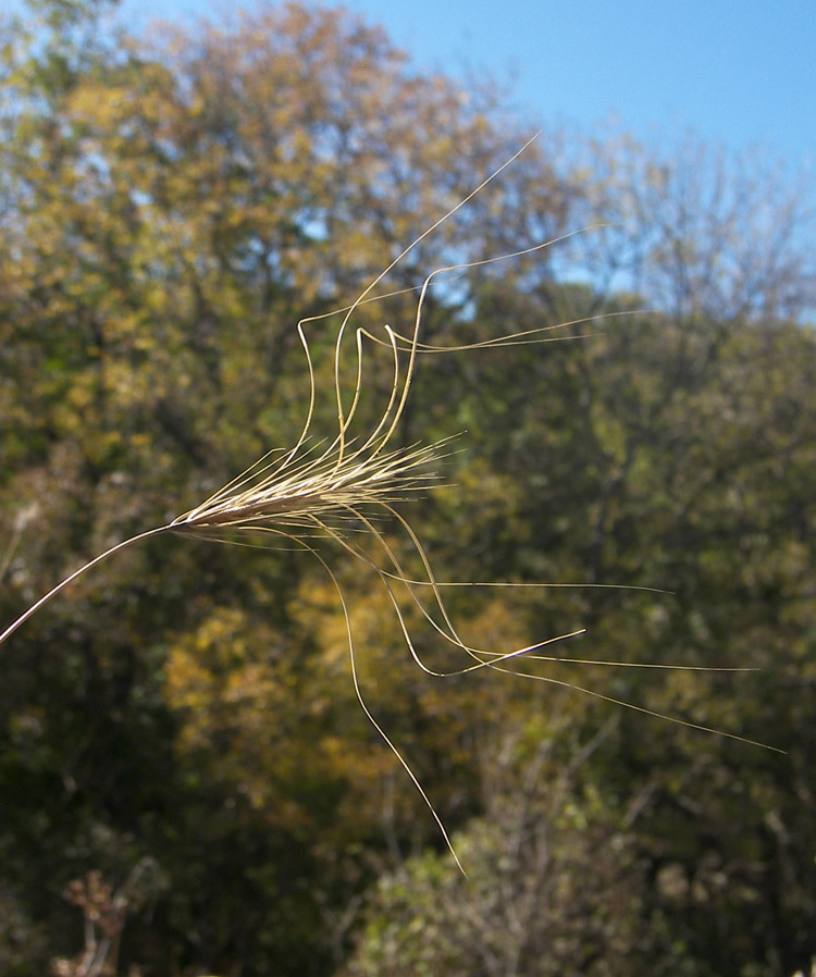 Изображение особи Taeniatherum crinitum.