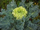 Brassica oleracea разновидность viridis