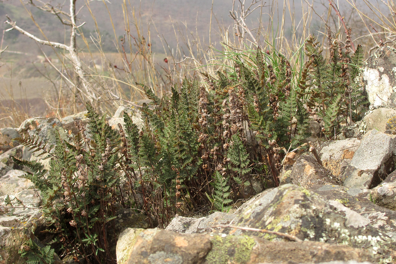 Изображение особи Paragymnopteris marantae.