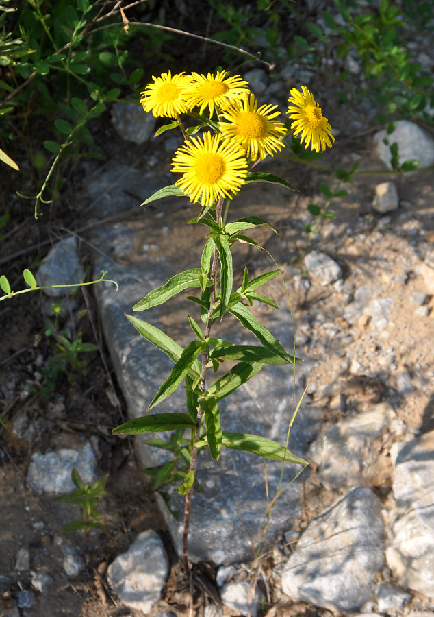 Изображение особи Inula britannica.