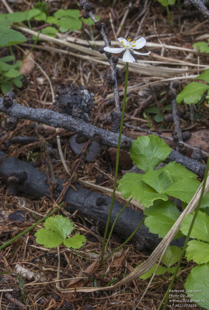 Image of Coptis trifolia specimen.